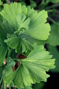 Jagged Jade Dwarf Male Ginkgo Tree - 3 Gallon Pot
