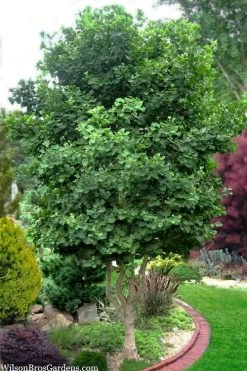 Jade Butterfly Dwarf Ginkgo Tree - 3 Gallon Pot