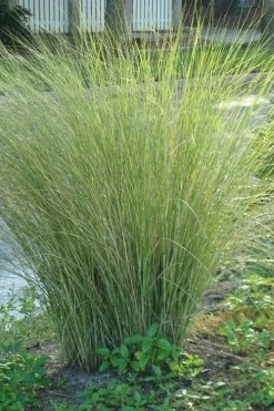 Marsh Sand Cordgrass (Spartina Bakeri) - 6 Pack Of 1 Gallon Pots