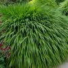 Hakone Japanese Forest Grass (Hakonechloa Macra) - 1 Gallon Pot