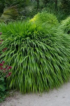 Hakone Japanese Forest Grass (Hakonechloa Macra) - 1 Gallon Pot