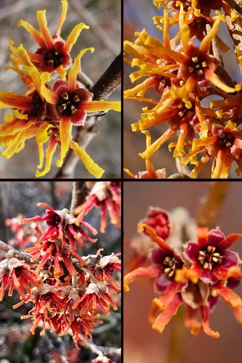 Ozark Witch Hazel (Hamamelis Vernalis) - 5 Gallon Pot - Image 8