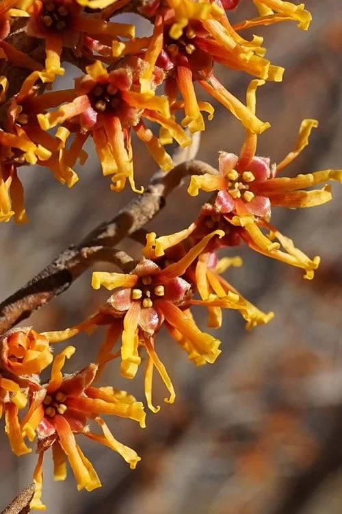 Ozark Witch Hazel (Hamamelis Vernalis) - 5 Gallon Pot - Image 5