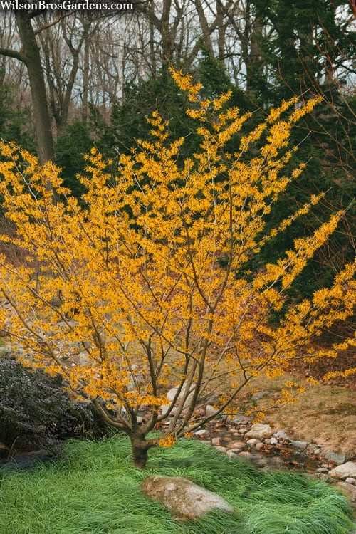 Ozark Witch Hazel (Hamamelis Vernalis) - 5 Gallon Pot - Image 4