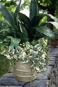 Variegated Algerian Ivy (Hedera Algeriensis 'Gloire De Marengo') - 18 Pack Of Pint Pots