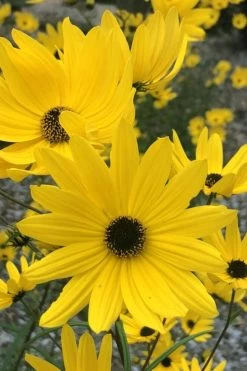 Swamp Sunflower (Helianthus Angustifolius) - 8 Pack Of 1 Gallon Pots