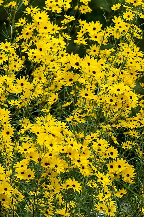 Swamp Sunflower (Helianthus Angustifolius) - 8 Pack Of 1 Gallon Pots - Image 4