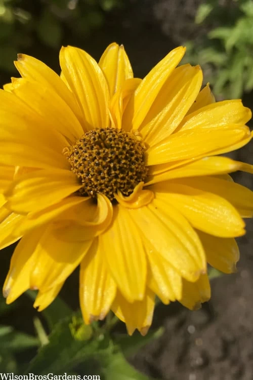 Summer Sun False Sunflower (Heliopsis Helianthoides) - 1 Gallon Pot - Image 5