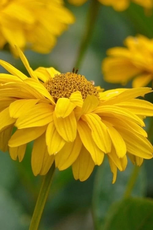 Summer Sun False Sunflower (Heliopsis Helianthoides) - 1 Gallon Pot - Image 6
