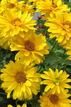 Summer Sun False Sunflower (Heliopsis Helianthoides) - 1 Gallon Pot