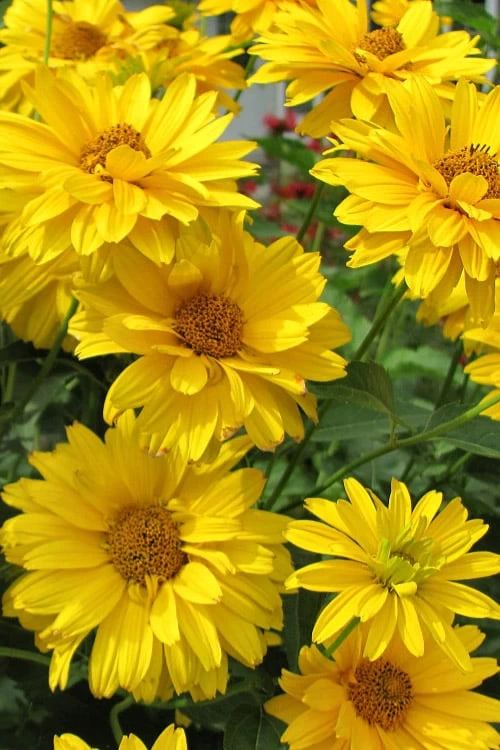 Summer Sun False Sunflower (Heliopsis Helianthoides) - 1 Gallon Pot