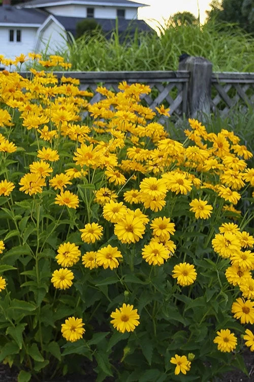 Summer Sun False Sunflower (Heliopsis Helianthoides) - 1 Gallon Pot - Image 4