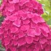 Charm Red Hydrangea - 3 Gallon Pot