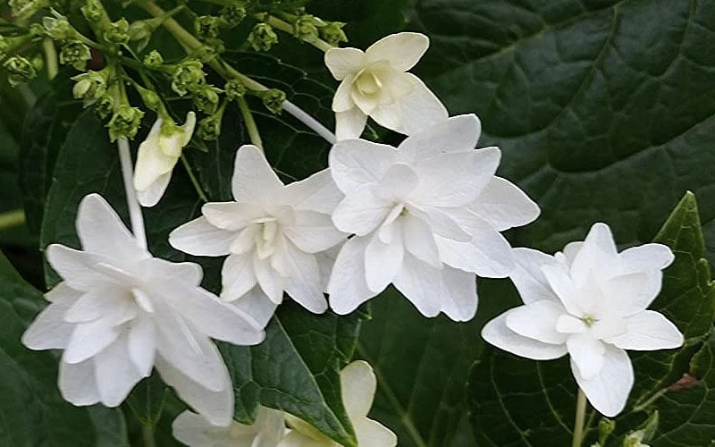 Fuji Waterfall Hydrangea - 1 Gallon Pot - Image 4