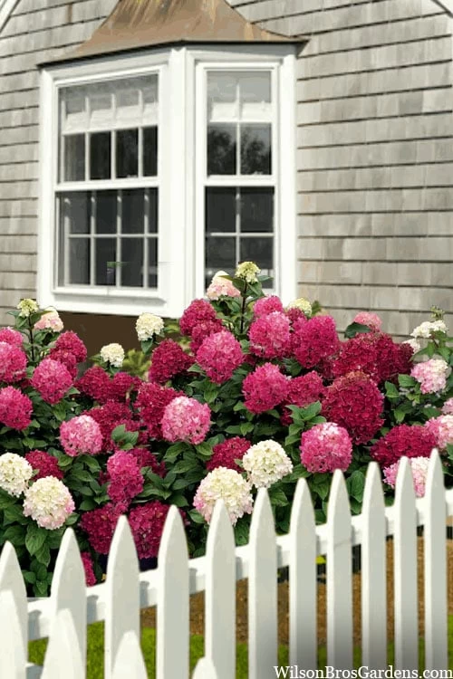 Little Lime Punch Hydrangea - 3 Gallon Pot - Image 4