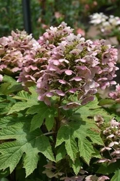 Queen Of Hearts Oakleaf Hydrangea - 3 Gallon Pot