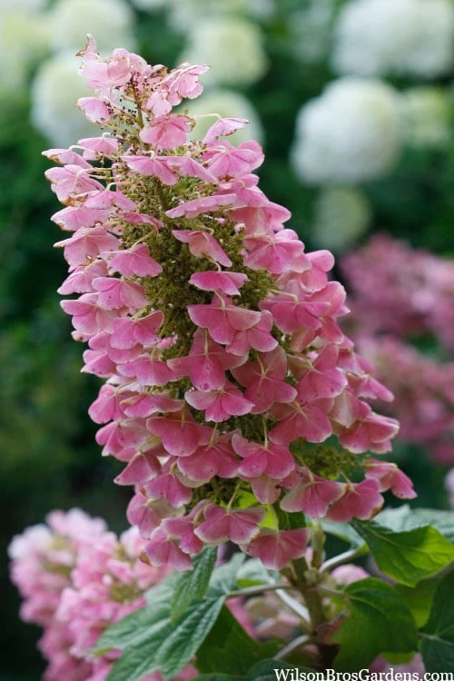 Gatsby Pink Oakleaf Hydrangea - 3 Gallon Pot - Image 4