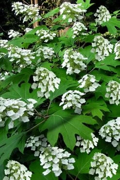 Pee Wee Dwarf Oakleaf Hydrangea - 3 Gallon Pot