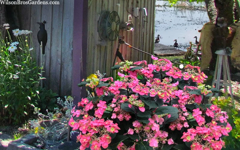 Tuff Stuff Red Mountain Hydrangea - 3 Gallon Pot - Image 5