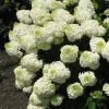 Silver Dollar Hydrangea - 1 Gallon Pot