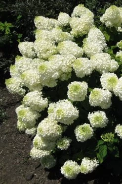 Silver Dollar Hydrangea - 1 Gallon Pot