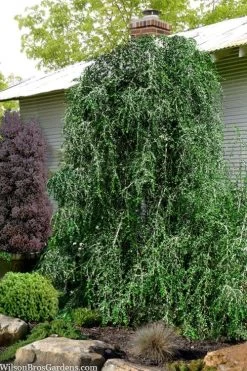 Weeping Yaupon Holly (Ilex Vomitoria 'Pendula') - 7 Gallon Pot (3-4')