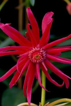 Scorpio Star Flower Anise (Illicium) - 7 Gallon Pot