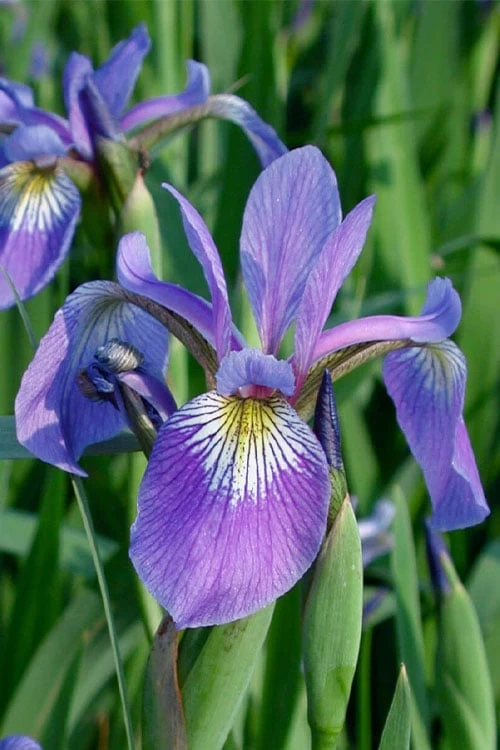 Blue Flag Iris (Iris Versicolor) - 1 Gallon Pot - Image 4