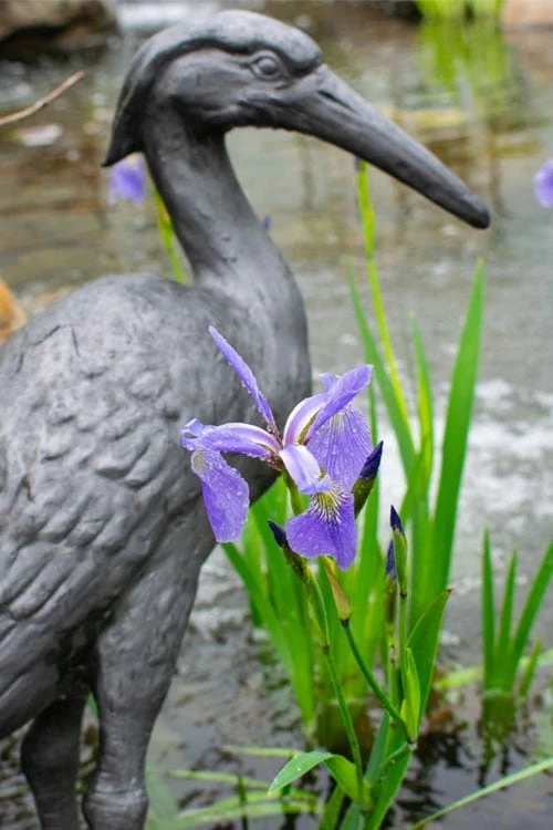 Blue Flag Iris (Iris Versicolor) - 1 Gallon Pot - Image 9