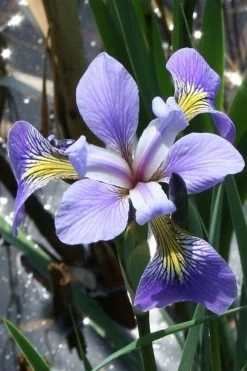 Blue Flag Iris (Iris Versicolor) - 1 Gallon Pot
