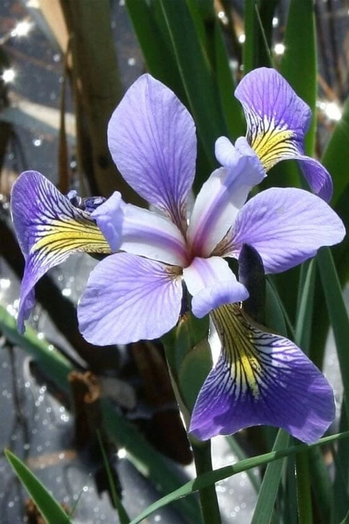 Blue Flag Iris (Iris Versicolor) - 1 Gallon Pot