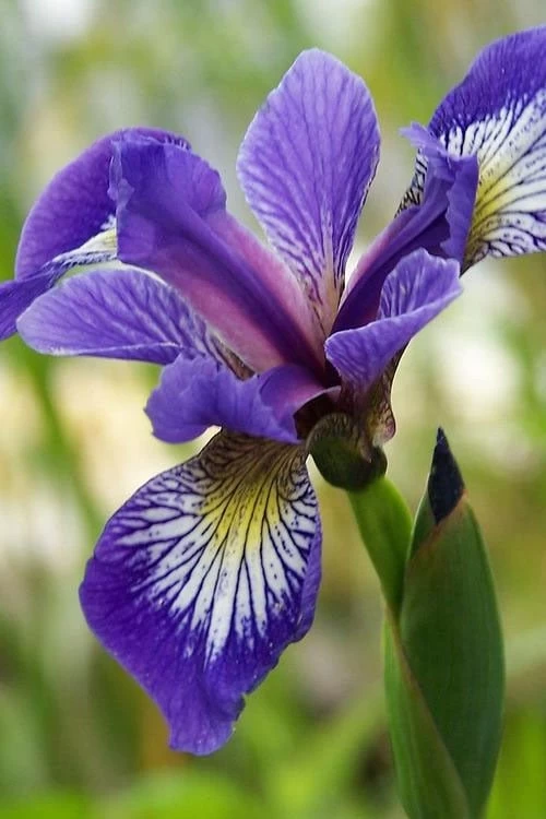 Blue Flag Iris (Iris Versicolor) - 1 Gallon Pot - Image 8
