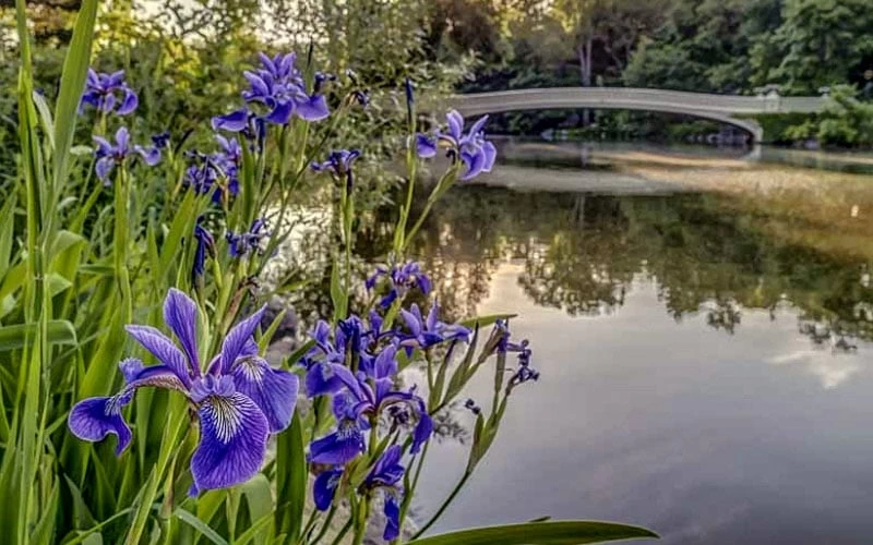 Blue Flag Iris (Iris Versicolor) - 1 Gallon Pot - Image 5
