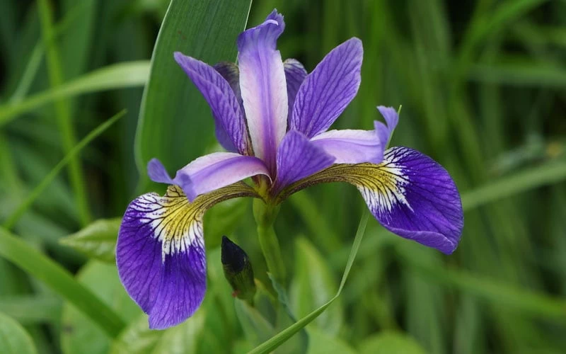 Blue Flag Iris (Iris Versicolor) - 1 Gallon Pot - Image 7