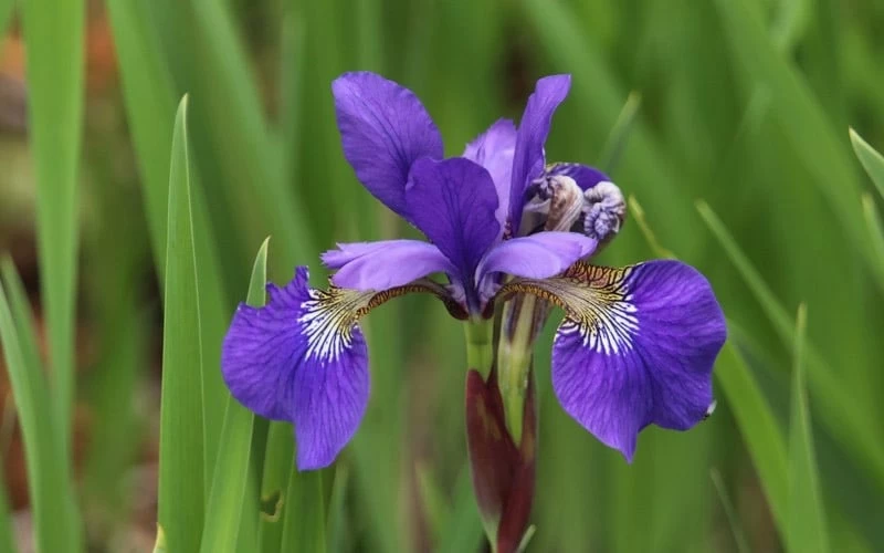 Blue Flag Iris (Iris Versicolor) - 1 Gallon Pot - Image 6