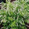 Scentlandia Sweetspire (Itea Virginica) - 3 Gallon Pot