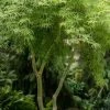 Seiryu Japanese Maple - 1 Gallon Pot