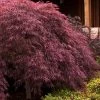 Crimson Queen Dwarf Japanese Maple - 3 Gallon Pot