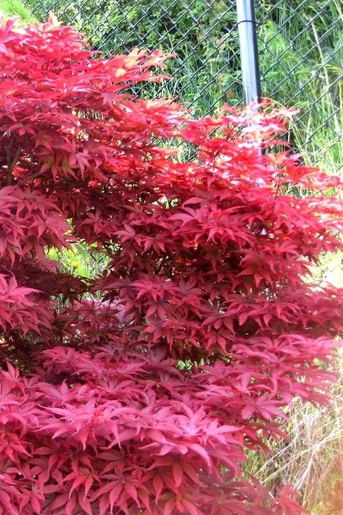 Fireglow Red Leaf Japanese Maple - 2 Gallon Pot - Image 6