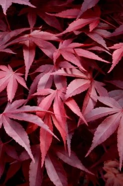 Fireglow Red Leaf Japanese Maple - 2 Gallon Pot