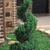 Blue Point Juniper Spiral Topiary - 7 Gallon Pot