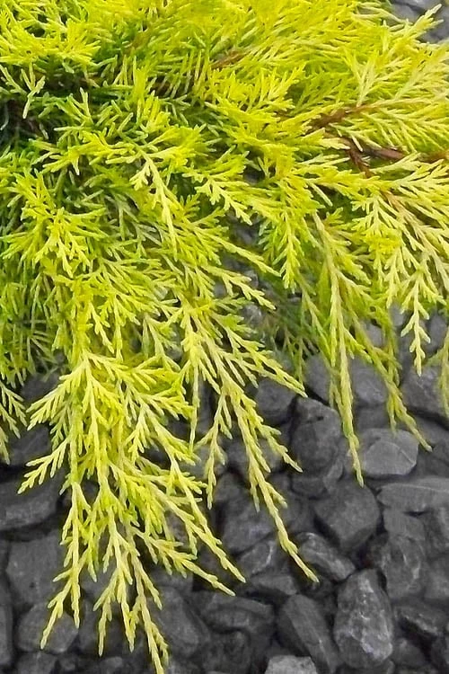 Gold Lace Juniper - 6 Pack Of 1 Gallon Pot - Image 4