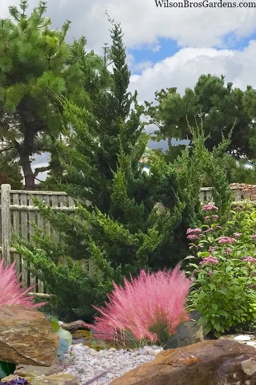 Hollywood Torulosa Juniper - 1 Gallon Pot - Image 4