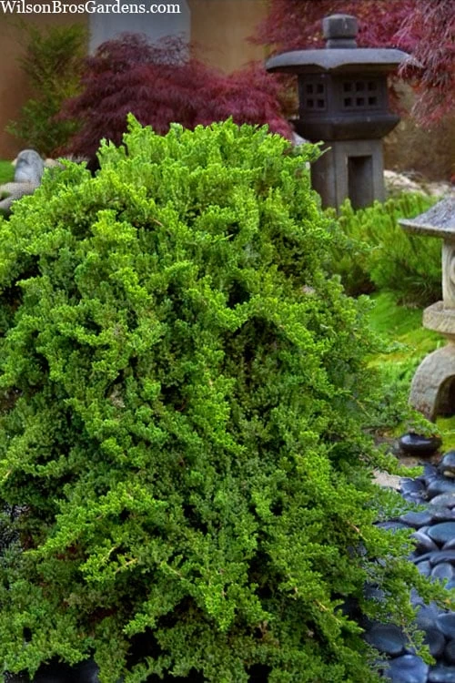 Staked Green Mound Japanese Garden Juniper - 5 Gallon Pot - Image 5
