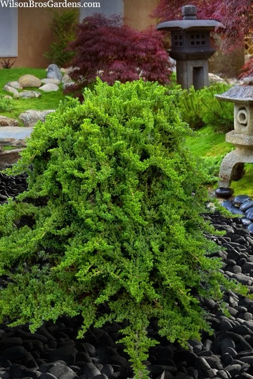 Staked Green Mound Japanese Garden Juniper - 5 Gallon Pot - Image 4