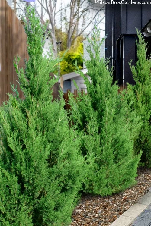 Emerald Feather Juniper - 2 Gallon Pot (2-3') - Image 4