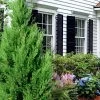 Emerald Feather Juniper - 2 Gallon Pot (2-3')