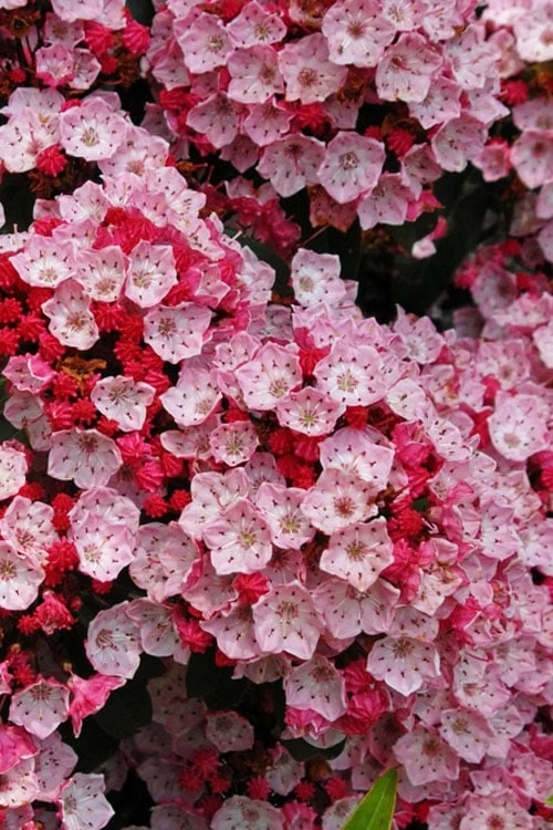 Carol Mountain Laurel (Kalmia Latifolia) - 2 Gallon Pot - Image 4