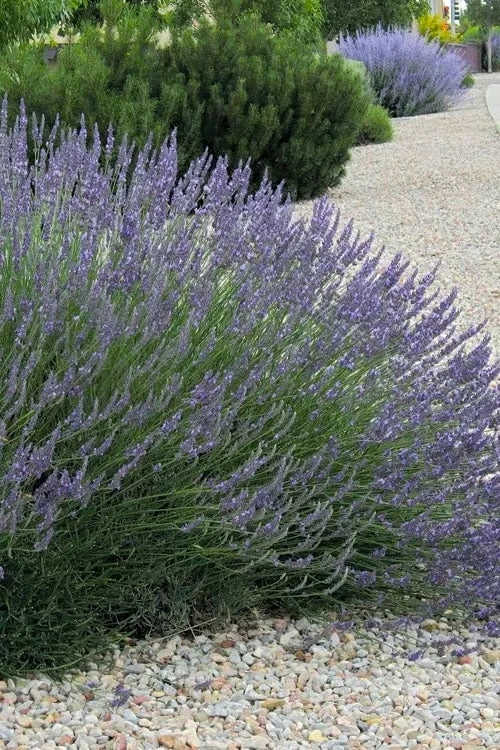 Grosso Lavender - 5 Pack Of Quart Pots