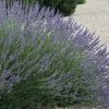Grosso Lavender - 1 Gallon Pot